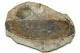 Macroneuropteris Fern Fossil Pos/Neg - Mazon Creek #325852-1